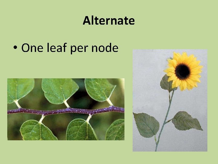 Alternate • One leaf per node 