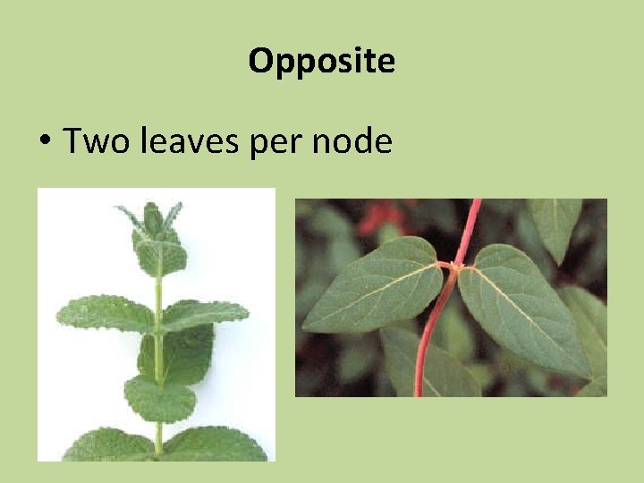 Opposite • Two leaves per node 