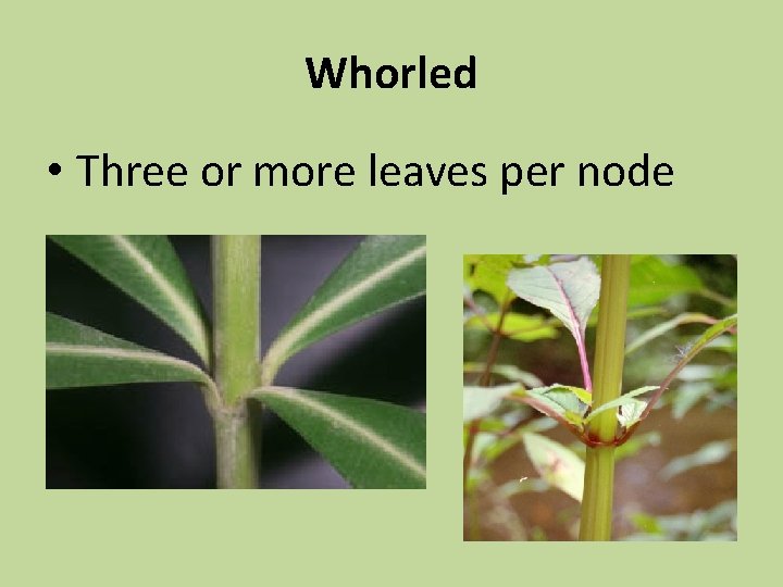 Whorled • Three or more leaves per node 