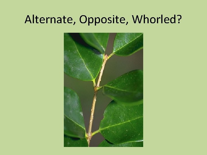 Alternate, Opposite, Whorled? 