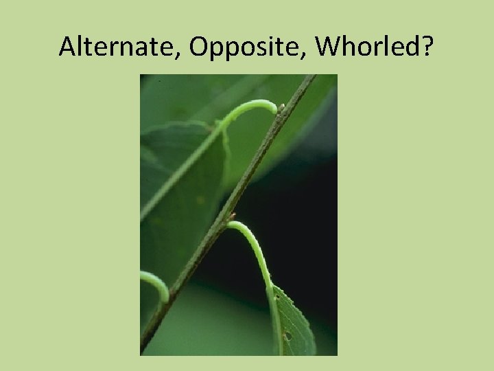 Alternate, Opposite, Whorled? 