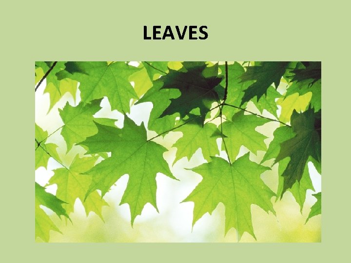 LEAVES 