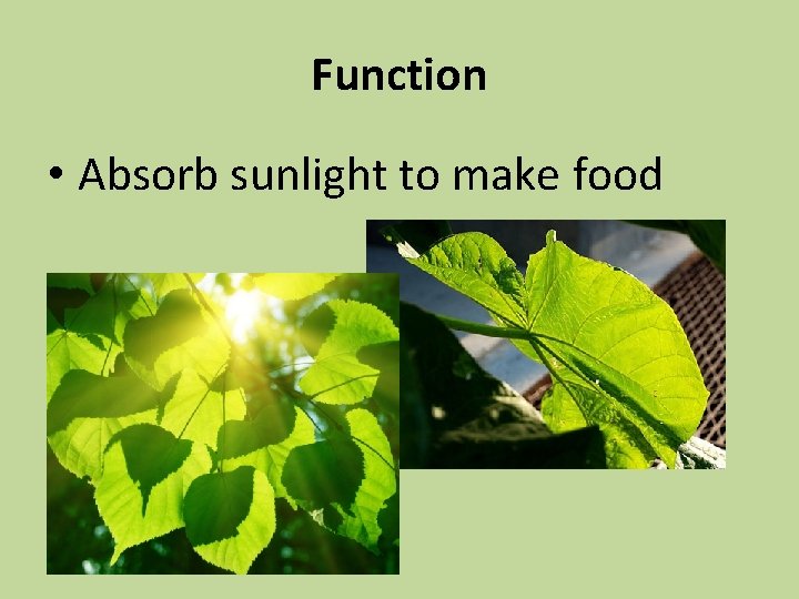 Function • Absorb sunlight to make food 