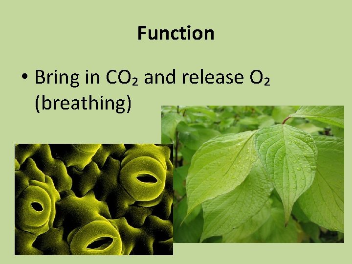 Function • Bring in CO₂ and release O₂ (breathing) 