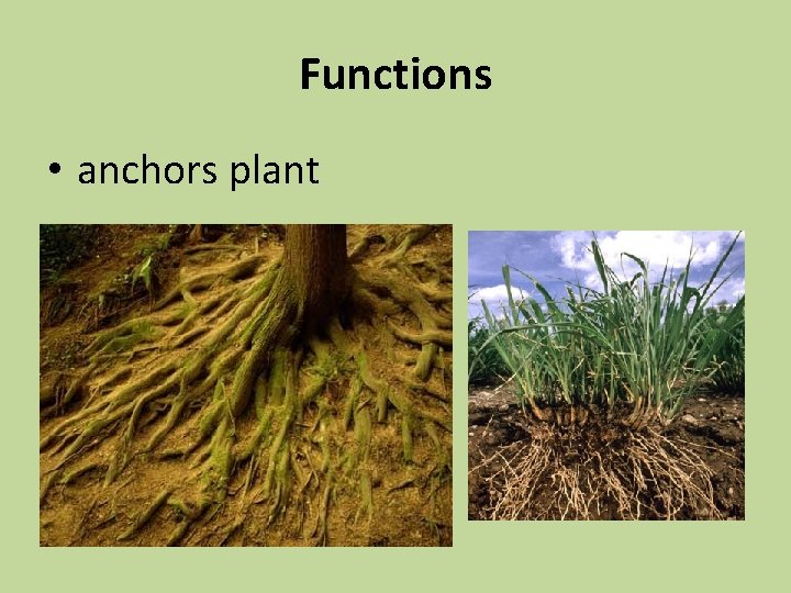 Functions • anchors plant 