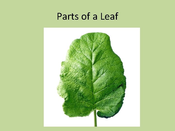 Parts of a Leaf 