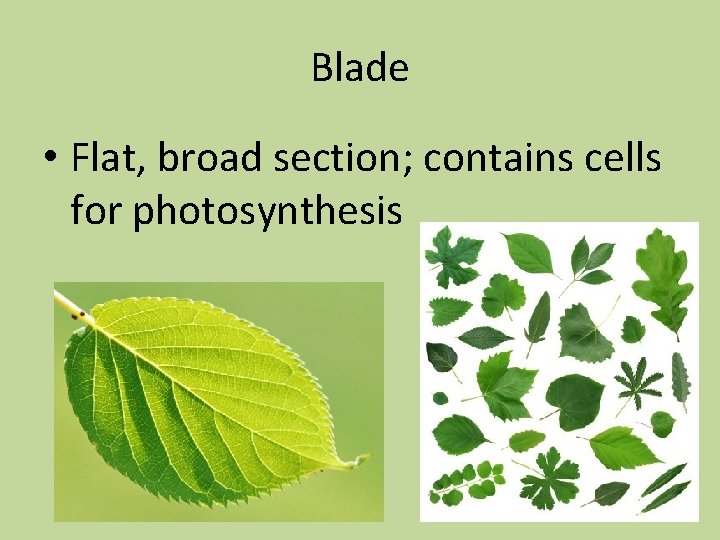 Blade • Flat, broad section; contains cells for photosynthesis 