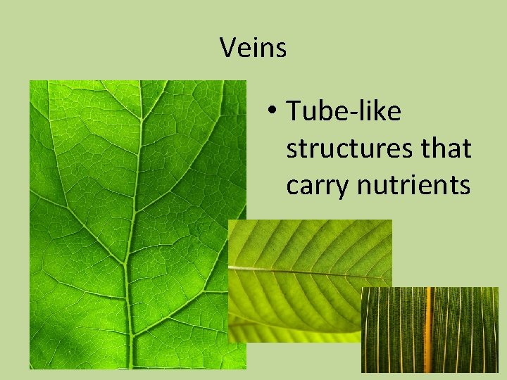 Veins • Tube-like structures that carry nutrients 