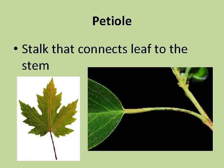 Petiole • Stalk that connects leaf to the stem 