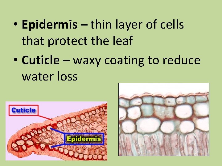  • Epidermis – thin layer of cells that protect the leaf • Cuticle