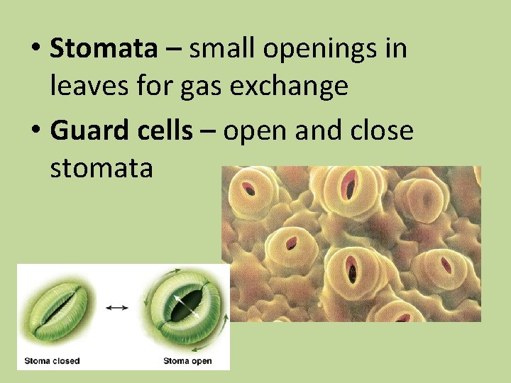  • Stomata – small openings in leaves for gas exchange • Guard cells