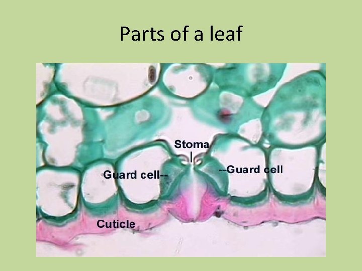 Parts of a leaf 