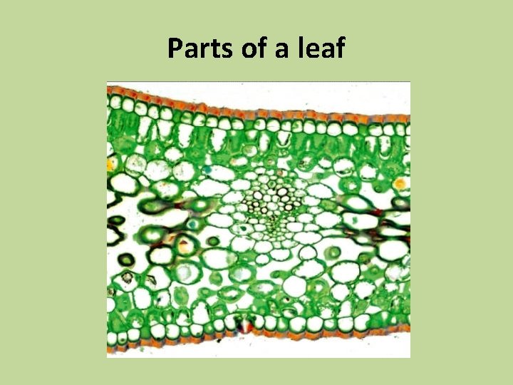 Parts of a leaf 