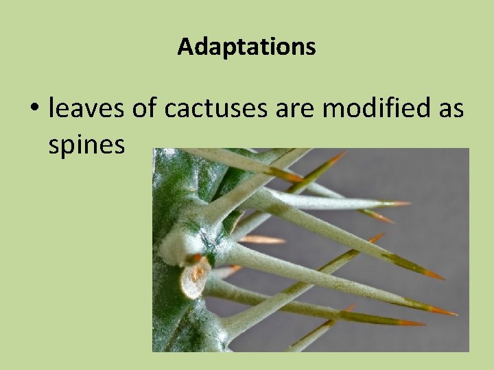 Adaptations • leaves of cactuses are modified as spines 
