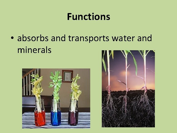 Functions • absorbs and transports water and minerals 