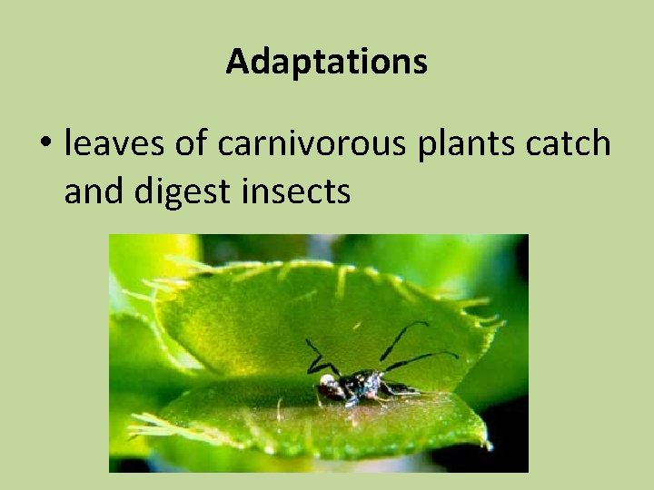 Adaptations • leaves of carnivorous plants catch and digest insects 