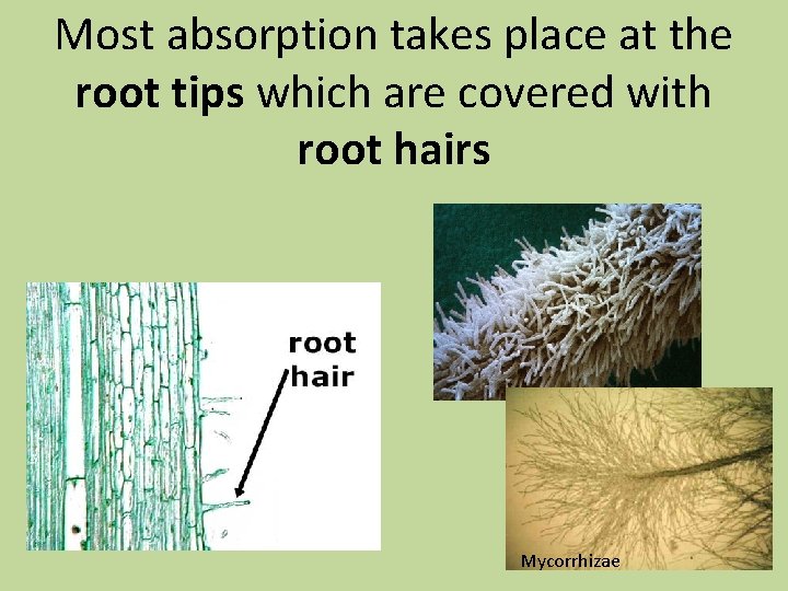 Most absorption takes place at the root tips which are covered with root hairs