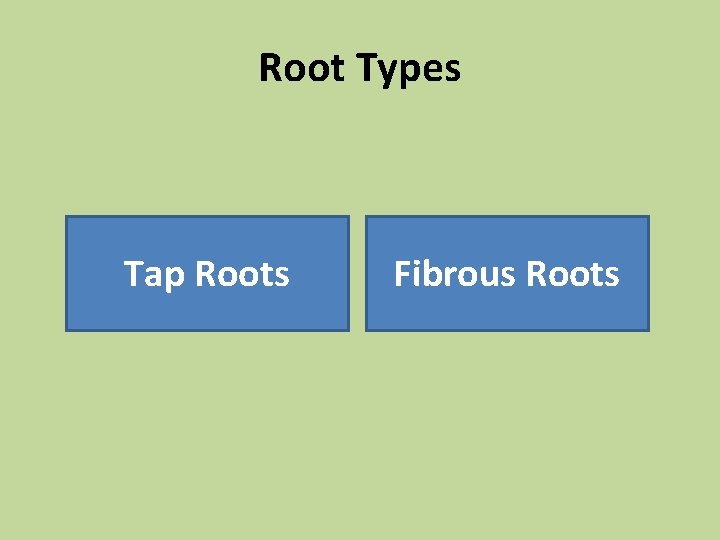 Root Types Tap Roots Fibrous Roots 