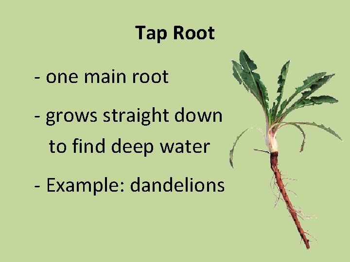 Tap Root - one main root - grows straight down to find deep water