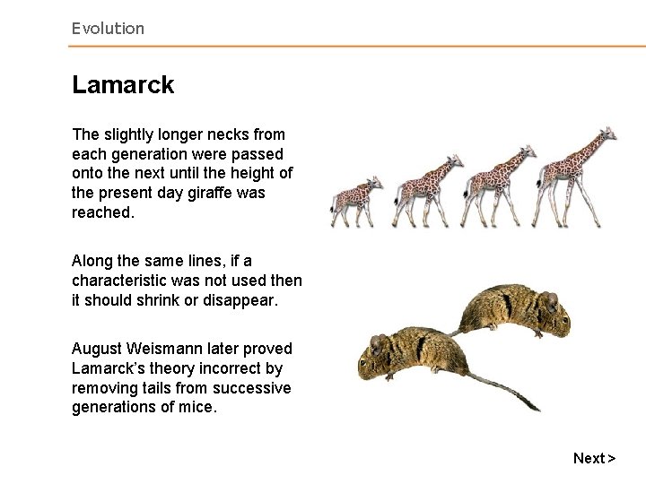Evolution Lamarck The slightly longer necks from each generation were passed onto the next