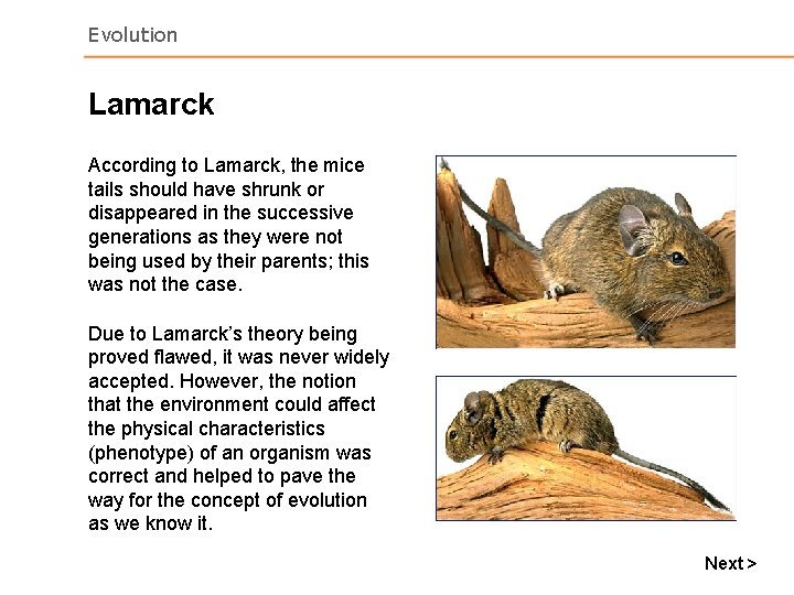 Evolution Lamarck According to Lamarck, the mice tails should have shrunk or disappeared in