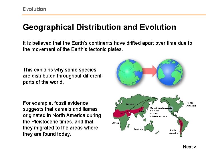 Evolution Geographical Distribution and Evolution It is believed that the Earth’s continents have drifted