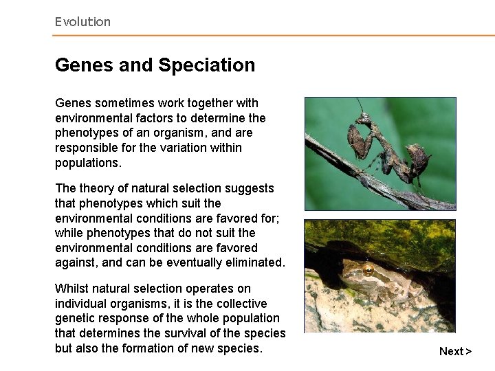 Evolution Genes and Speciation Genes sometimes work together with environmental factors to determine the