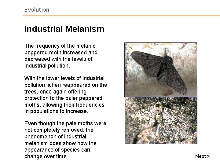 Evolution Industrial Melanism The frequency of the melanic peppered moth increased and decreased with