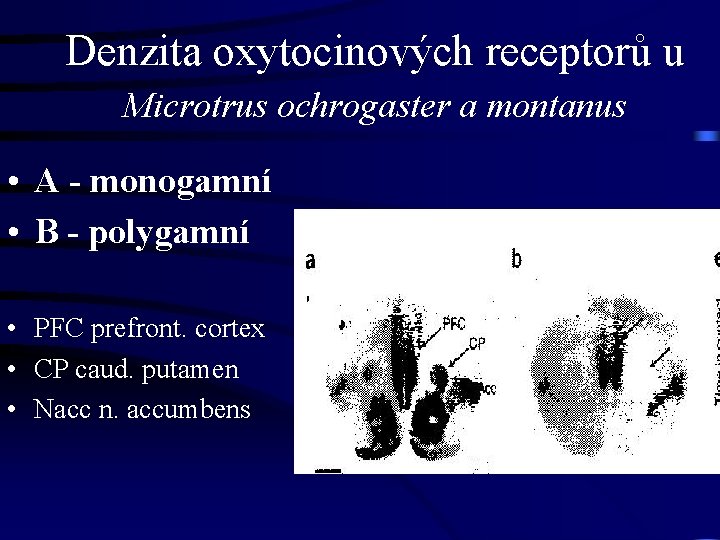 Denzita oxytocinových receptorů u Microtrus ochrogaster a montanus • A - monogamní • B