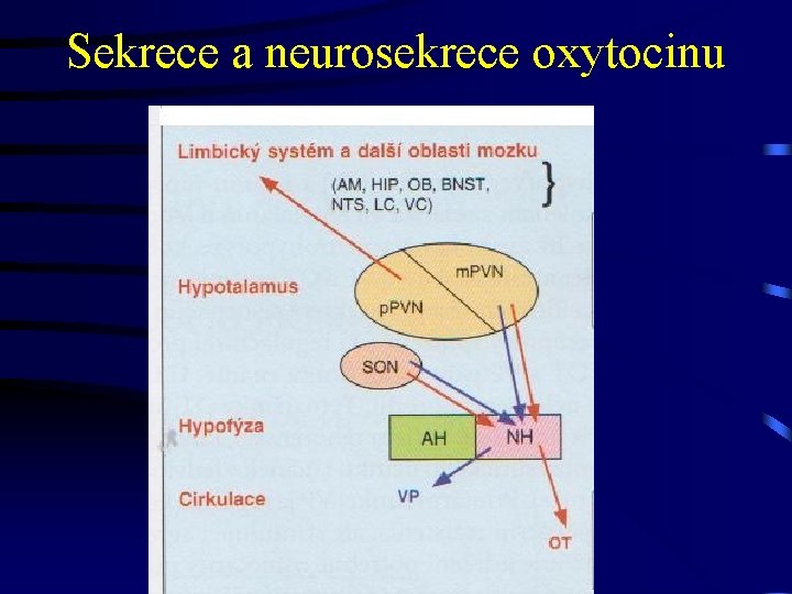 Sekrece a neurosekrece oxytocinu 
