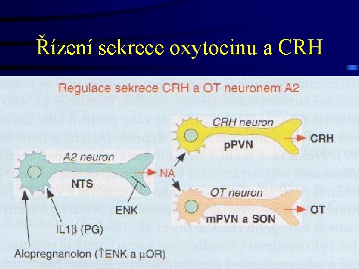 Řízení sekrece oxytocinu a CRH 