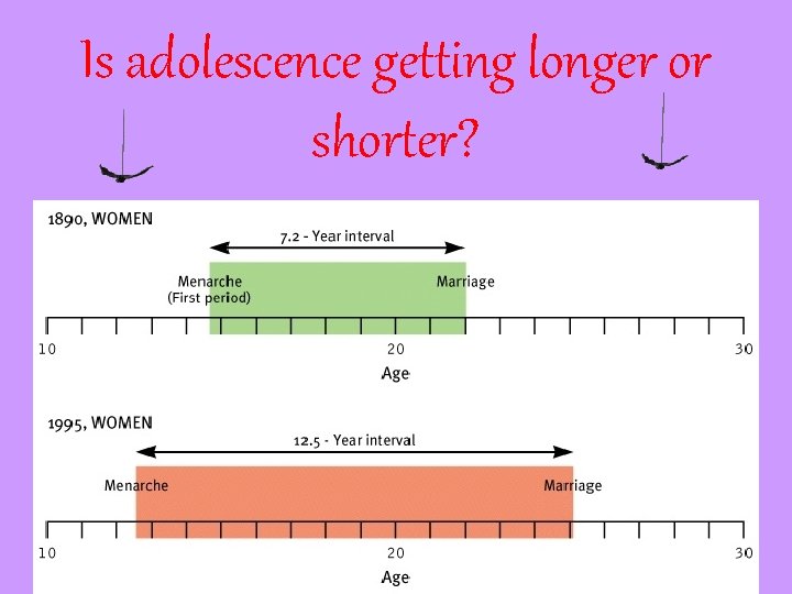 Is adolescence getting longer or shorter? 