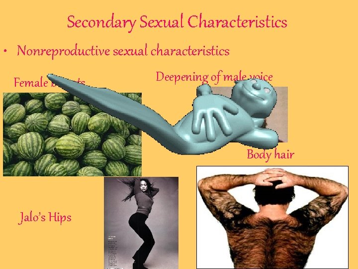 Secondary Sexual Characteristics • Nonreproductive sexual characteristics Female breasts Deepening of male voice Body