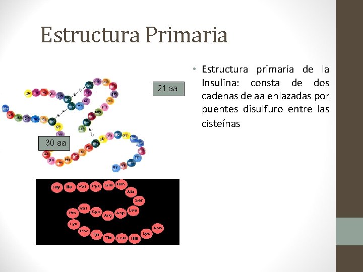 Estructura Primaria 21 aa 30 aa • Estructura primaria de la Insulina: consta de