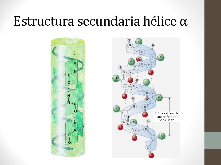 Estructura secundaria hélice α 
