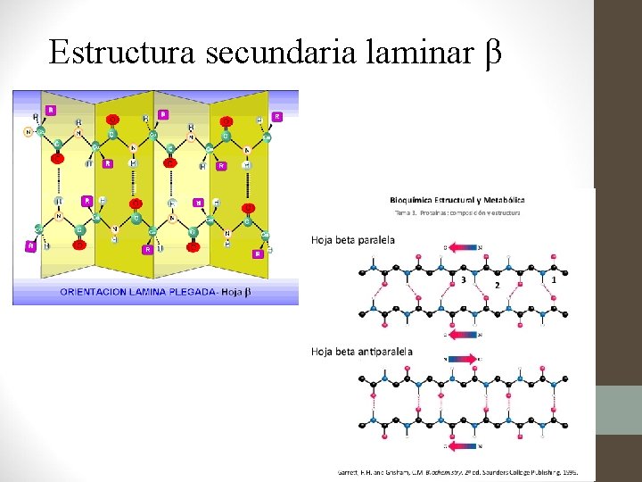 Estructura secundaria laminar β 