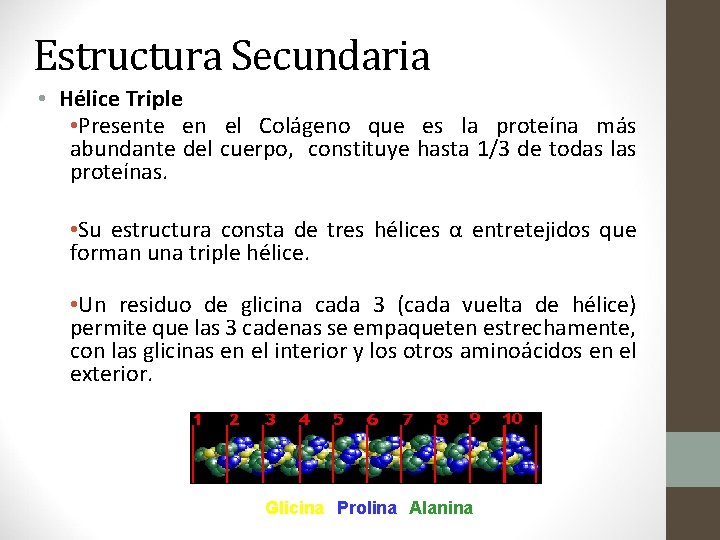 Estructura Secundaria • Hélice Triple • Presente en el Colágeno que es la proteína