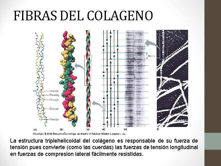 FIBRAS DEL COLAGENO La estructura triplehelicoidal del colágeno es responsable de su fuerza de