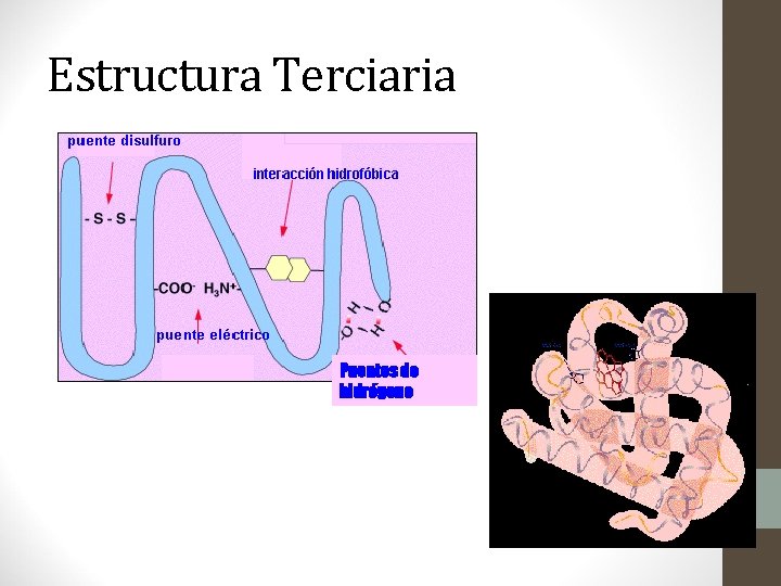 Estructura Terciaria Puentes de hidrógeno 