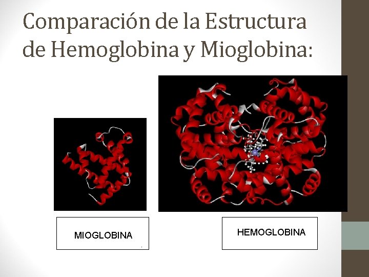 Comparación de la Estructura de Hemoglobina y Mioglobina: simple. M MIOGLOBINA 70% esm espiral