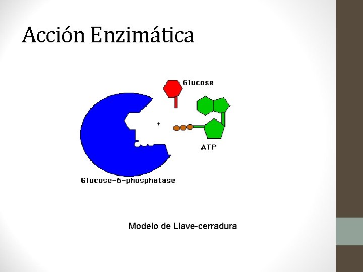 Acción Enzimática Modelo de Llave-cerradura 