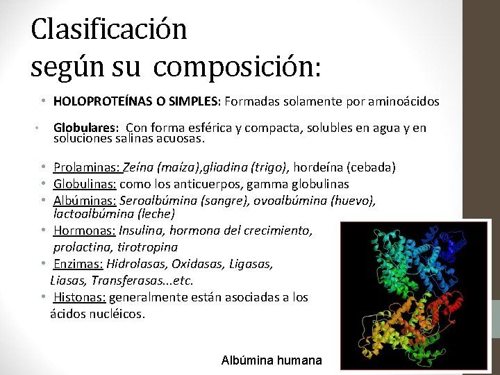 Clasificación según su composición: • HOLOPROTEÍNAS O SIMPLES: Formadas solamente por aminoácidos • Globulares: