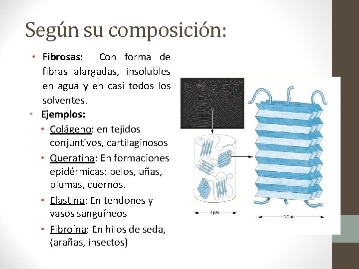 Según su composición: • Fibrosas: Con forma de fibras alargadas, insolubles en agua y