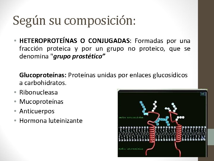 Según su composición: • HETEROPROTEÍNAS O CONJUGADAS: Formadas por una fracción proteica y por