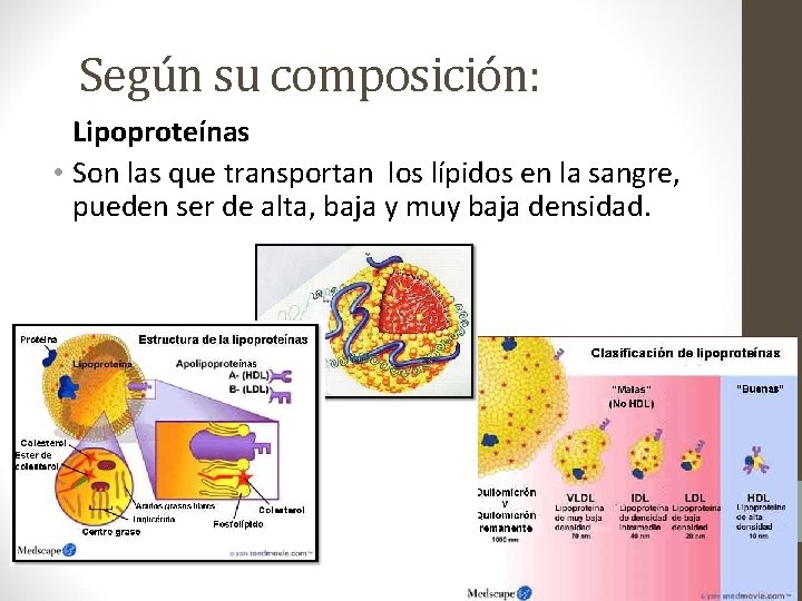 Según su composición: Lipoproteínas • Son las que transportan los lípidos en la sangre,