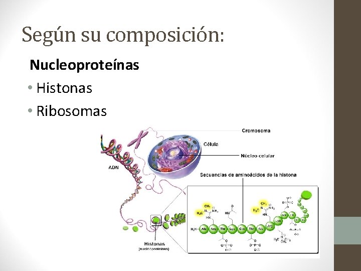 Según su composición: Nucleoproteínas • Histonas • Ribosomas 