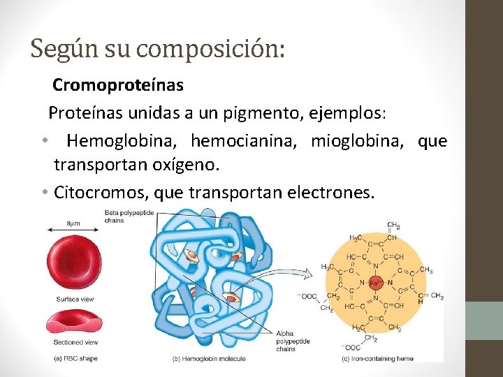 Según su composición: Cromoproteínas Proteínas unidas a un pigmento, ejemplos: • Hemoglobina, hemocianina, mioglobina,