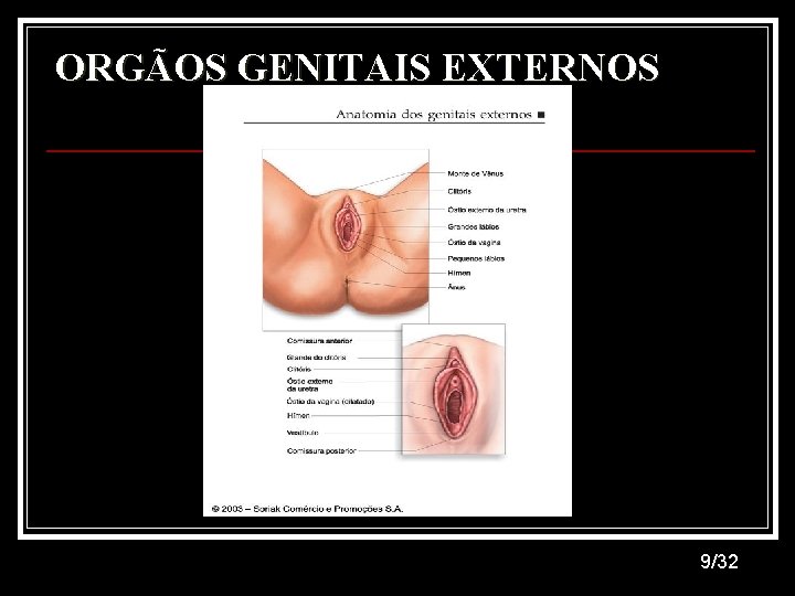 ORGÃOS GENITAIS EXTERNOS 9/32 