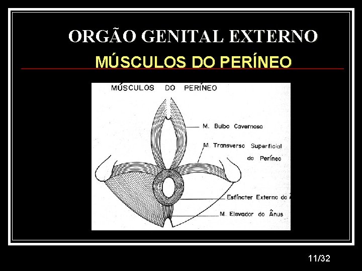 ORGÃO GENITAL EXTERNO MÚSCULOS DO PERÍNEO 11/32 