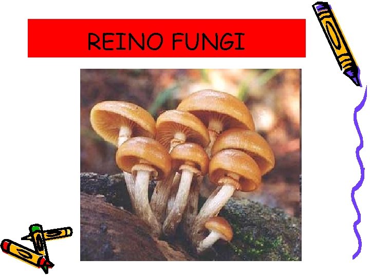 REINO FUNGI 